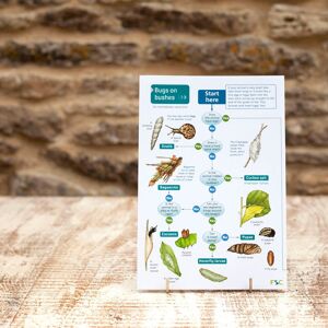 Wildlife World Ltd - Field Guide - Bugs on Bushes