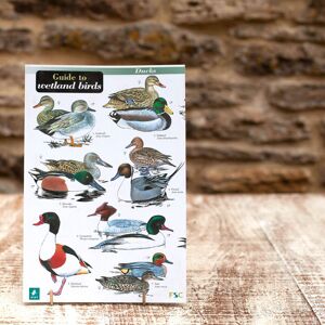 Wildlife World Ltd - Field Guide - Wetland Birds