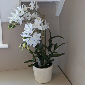 Large Potted Orchid - 56cm
