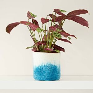 Paper high Handmade Felt Turquoise Ombre Plant Pot Cover