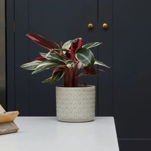 Gardenesque Delany Geometric   Indoor Plant Pot