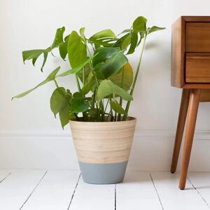 Gardenesque Bamboo Indoor Plant Pot - W26 X H24 Cm