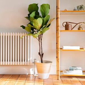 Gardenesque Bamboo White   Indoor Plant Pot