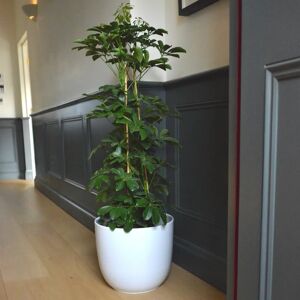 Gardenesque Matt White Ceramic Indoor Plant Pot - W22xH20cm