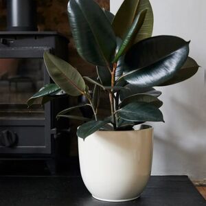 Gardenesque Gloss Cream Ceramic Indoor Plant Pot - W25xH23cm