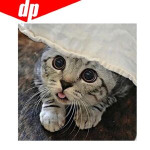 FIYO Cat Diamond Embroidery 5D DIY Diamond Painting Cross Stitch Picture Full Round Diamond