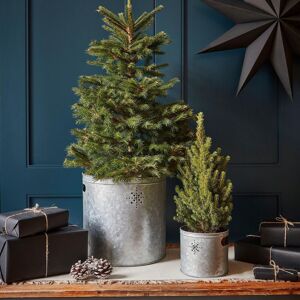 Ivyline Indoor Planter with Star in Galvanised Steel H23Cm W23Cm in Grey Grey Ivyline Indoor Planter with Star in Galvanised Steel H23Cm W23Cm in Grey Grey