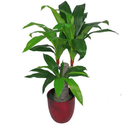 Leaf Design UK 75cm Artificial Dracaena Plant - Green, Wide Trunk, Triple Branch, Large, Unisex Leaf Design UK 75cm Artificial Dracaena Plant - Green, Wide Trunk, Triple Branch, Large, Unisex