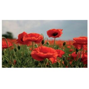 Kevin Milner Poppy Flower Countryside Greetings Card in Red Red Kevin Milner Poppy Flower Countryside Greetings Card in Red Red