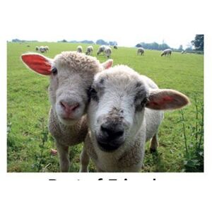 Kevin Milner Best of Friends Countryside Greetings Card in Medium Beige Medium Beige Kevin Milner Best of Friends Countryside Greetings Card in Medium Beige Medium Beige