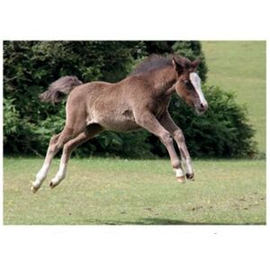 Kevin Milner New Forest Foal Countryside Greetings Card in Bright Green Bright Green Kevin Milner New Forest Foal Countryside Greetings Card in Bright Green Bright Green