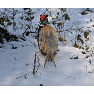 Kevin Milner Pheasant In The Snow Christmas Card Multicolor Kevin Milner Pheasant In The Snow Christmas Card Multicolor