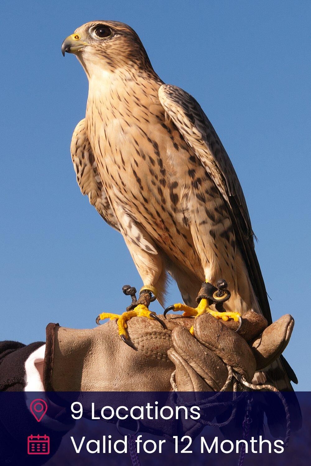 Activity Superstore 3 Hour Falconry Gift Experience