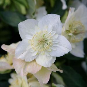 Plant Theory Harvington Hybrids Double Flowered Christmas Rose Hellebore Flowering Plant 1L in Green Green Plant Theory Harvington Hybrids Double Flowered Christmas Rose Hellebore Flowering Plant 1L in Green Green