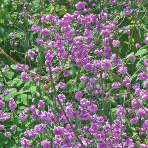 Plant Theory Hewitt'S Double Meadow Rue Perennial Flowering Plants Thalictrum Delavayi 2L Pot in Green Green Plant Theory Hewitt'S Double Meadow Rue Perennial Flowering Plants Thalictrum Delavayi 2L Pot in Green Green