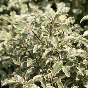 Plant Theory Variegatum Kohuhu Outdoor Shrub Plant Pittosporum Tenuifolium 2L Pot in Green Green Plant Theory Variegatum Kohuhu Outdoor Shrub Plant Pittosporum Tenuifolium 2L Pot in Green Green
