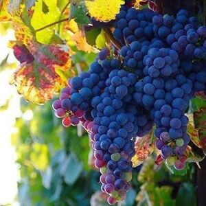 Plant Theory Black Grape Schiava Grossa Fruit Vine Vitis Vinifera Vine Plant 3L Pot 60cm in Green Green Plant Theory Black Grape Schiava Grossa Fruit Vine Vitis Vinifera Vine Plant 3L Pot 60cm in Green Green