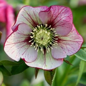 Plant Theory Harvington Picotee Lenten Rose Hellebore Perennials Flowering Plants 2L Pot in Green Green Plant Theory Harvington Picotee Lenten Rose Hellebore Perennials Flowering Plants 2L Pot in Green Green