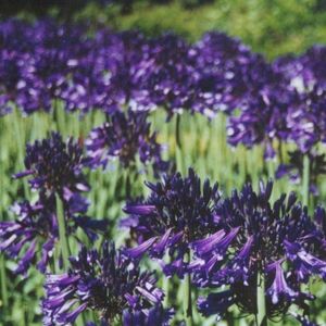 Plant Theory Black Pantha African Lily Perennials Flowering Plants Agapanthus 2L Pot in Green Green Plant Theory Black Pantha African Lily Perennials Flowering Plants Agapanthus 2L Pot in Green Green