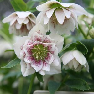 Plant Theory Harvington Double White Speckled Lenten Rose Hellebore Flowering Plants 2L Pot in Green Green Plant Theory Harvington Double White Speckled Lenten Rose Hellebore Flowering Plants 2L Pot in Green Green