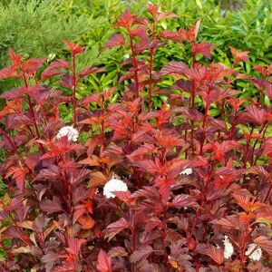 Plant Theory Diable D'Or Ninebark Shrub Plant Physocarpus Opulifolius 2L Pot in Green Green Plant Theory Diable D'Or Ninebark Shrub Plant Physocarpus Opulifolius 2L Pot in Green Green
