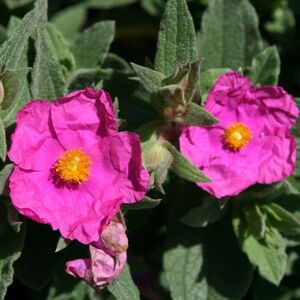 Plant Theory Sunset Rock Rose Outdoor Shrub Plant Cistus x Pulverulentus 2L Pot in Green Green Plant Theory Sunset Rock Rose Outdoor Shrub Plant Cistus x Pulverulentus 2L Pot in Green Green