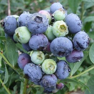 Plant Theory Blueberry Darrow Fruit Bush Late Season Fruiting Berry Shrub Plant 2L Pot in Green Green Plant Theory Blueberry Darrow Fruit Bush Late Season Fruiting Berry Shrub Plant 2L Pot in Green Green