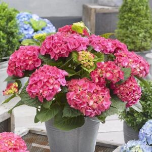 Plant Theory Little Pink Mophead Hydrangea Shrub Plant Hydrangea Macrophylla 2L Pot in Green Green Plant Theory Little Pink Mophead Hydrangea Shrub Plant Hydrangea Macrophylla 2L Pot in Green Green