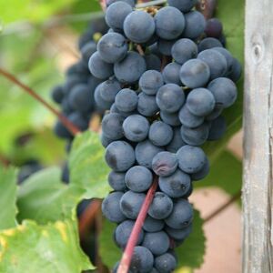 Plant Theory Black Grape Boskoop Glory Seedless Fruit Bush Vitis Vinifera Vine Plant 2L Pot in Green Green Plant Theory Black Grape Boskoop Glory Seedless Fruit Bush Vitis Vinifera Vine Plant 2L Pot in Green Green