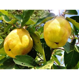 Direct Plants Quince Vranja Fruit Tree 6ft Tall Supplied in a 12 Litre Pot by Directplants in Yellow Yellow Direct Plants Quince Vranja Fruit Tree 6ft Tall Supplied in a 12 Litre Pot by Directplants in Yellow Yellow