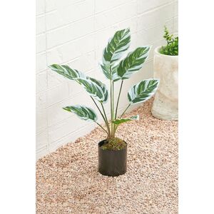 Living and Home 54.5cm Potted Fake Plants Artificial Calathea White Fusion Decoration in Green Green Living and Home 54.5cm Potted Fake Plants Artificial Calathea White Fusion Decoration in Green Green