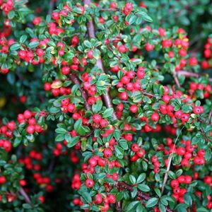 Plant Theory Cotoneaster Outdoor Shrub Plant Cotoneaster Horizontalis 2L Pot in Green Green Plant Theory Cotoneaster Outdoor Shrub Plant Cotoneaster Horizontalis 2L Pot in Green Green