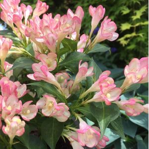 Plant Theory All Summer Peach Outdoor Shrub Plant Weigela 2L Pot in Green Green Plant Theory All Summer Peach Outdoor Shrub Plant Weigela 2L Pot in Green Green