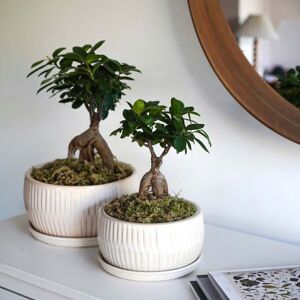 Ivyline White Round Bonsai Planters, Set of 2 White Ivyline White Round Bonsai Planters, Set of 2 White