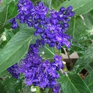 Plant Theory Heavenly Blue Bluebeard Shrub Plant Caryopteris x Clandonensis 2L Pot in Green Green Plant Theory Heavenly Blue Bluebeard Shrub Plant Caryopteris x Clandonensis 2L Pot in Green Green