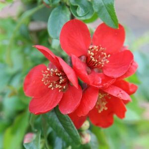 Plant Theory Crimson & Gold Flowering Quince Shrub Plant Chaenomeles x Superba 2L Pot in Green Green Plant Theory Crimson & Gold Flowering Quince Shrub Plant Chaenomeles x Superba 2L Pot in Green Green