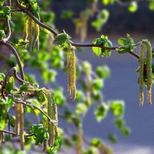 Plant Theory Contorta Corkscrew Hazel Outdoor Shrub Plant Corylus Avellana 5L Pot in Green Green Plant Theory Contorta Corkscrew Hazel Outdoor Shrub Plant Corylus Avellana 5L Pot in Green Green