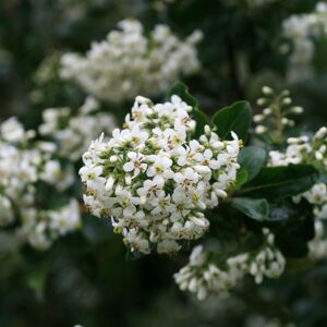 Plant Theory Iveyi Escallonia Outdoor Shrub Plant Escallonia Garden Tree Bush2L Pot in Green Green Plant Theory Iveyi Escallonia Outdoor Shrub Plant Escallonia Garden Tree Bush2L Pot in Green Green