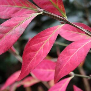 Plant Theory Winged Spindle Fire Bush Outdoor Shrub Plant Euonymus Alatus 2L Pot in Green Green Plant Theory Winged Spindle Fire Bush Outdoor Shrub Plant Euonymus Alatus 2L Pot in Green Green