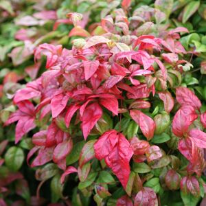 Plant Theory Fire Power Heavenly Bamboo Shrub Plant Nandina Domestica 2L Pot in Green Green Plant Theory Fire Power Heavenly Bamboo Shrub Plant Nandina Domestica 2L Pot in Green Green