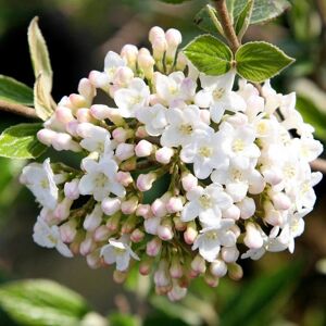 Plant Theory Outdoor Shrub Plant Viburnum x Burkwoodii Flowering Garden Plants 2L Pot in Green Green Plant Theory Outdoor Shrub Plant Viburnum x Burkwoodii Flowering Garden Plants 2L Pot in Green Green