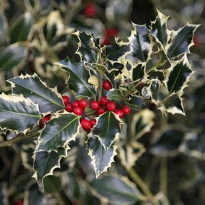 Plant Theory Argentea Marginata Broad Leaved Silver Holly Shrub Plant Ilex Aquifolium 3L Pot in Green Green Plant Theory Argentea Marginata Broad Leaved Silver Holly Shrub Plant Ilex Aquifolium 3L Pot in Green Green