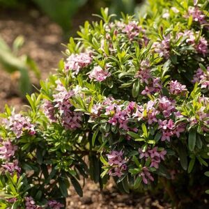 Plant Theory Pink Fragrance Daphne Shrub Plant Daphne x Transatlantica 1.5L Pot in Green Green Plant Theory Pink Fragrance Daphne Shrub Plant Daphne x Transatlantica 1.5L Pot in Green Green
