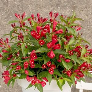 Plant Theory All Summer Red Outdoor Shrub Plant Weigela Flowering Garden Plants 2L Pot in Green Green Plant Theory All Summer Red Outdoor Shrub Plant Weigela Flowering Garden Plants 2L Pot in Green Green