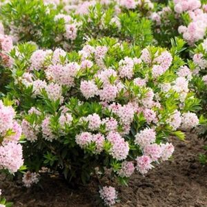 Plant Theory Bloombux Outdoor Shrub Plant Rhododendron Flowering Garden Plants 2L Pot in Green Green Plant Theory Bloombux Outdoor Shrub Plant Rhododendron Flowering Garden Plants 2L Pot in Green Green