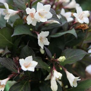 Plant Theory Ebony & Ivory Outdoor Shrub Plant Weigela Flowering Garden Plants 2L Pot in Green Green Plant Theory Ebony & Ivory Outdoor Shrub Plant Weigela Flowering Garden Plants 2L Pot in Green Green