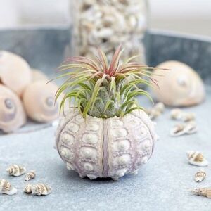 Primrose Tillandsia 'The Air Plant' Sputnik Air Plant - Easy Care 5cm Plants for Indoors in Green Green Primrose Tillandsia 'The Air Plant' Sputnik Air Plant - Easy Care 5cm Plants for Indoors in Green Green