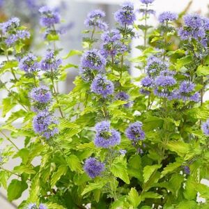 Plant Theory Hint Of Gold Bluebeard Shrub Plant Caryopteris x Clandonensis 2L Pot in Green Green Plant Theory Hint Of Gold Bluebeard Shrub Plant Caryopteris x Clandonensis 2L Pot in Green Green