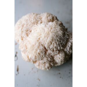 Plant Theory Grow Your Own Mushroom Kit Lions Mane Mushrooms Complete Ready To Grow in Off-White Off-White Plant Theory Grow Your Own Mushroom Kit Lions Mane Mushrooms Complete Ready To Grow in Off-White Off-White