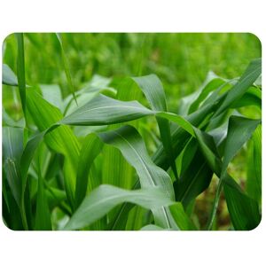 Benjamin Tate Design Green Leaves corn fields as background Designer Blanket in Natural Size: 120 cm x 150 cm Natural 120 cm x 150 cm Benjamin Tate Design Green Leaves corn fields as background Designer Blanket in Natural Size: 120 cm x 150 cm Natural 120 cm x 150 cm